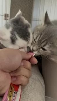 M.T 様のお迎えした子猫