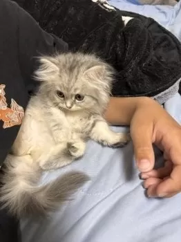 Y.N 様のお迎えした子猫