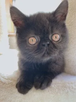 さおりんご 様のお迎えした子猫