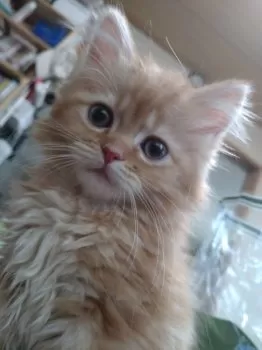 のんのん 様のお迎えした子猫