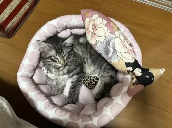 ゆうじ 様のお迎えした子猫
