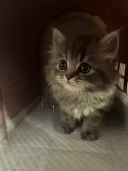 りらと 様のお迎えした子猫