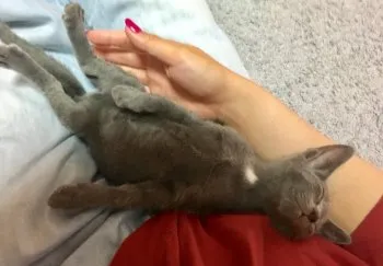 こと 様のお迎えした子猫