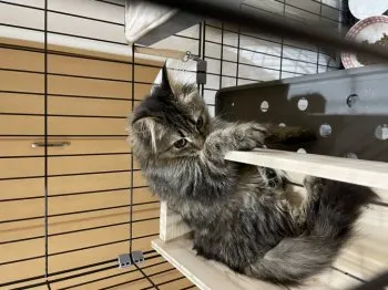 ソゴウ 様のお迎えした子猫