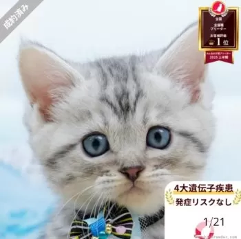 S.S 様のお迎えした子猫