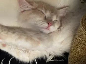 れい 様のお迎えした子猫