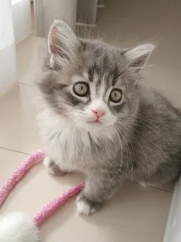 ぺんぎん 様のお迎えした子猫