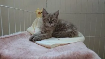 Mafu_Mafu 様のお迎えした子猫