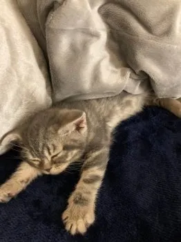 こころ 様のお迎えした子猫