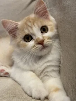 S.Y 様のお迎えした子猫