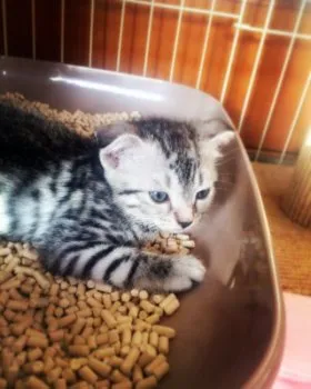 まる 様のお迎えした子猫