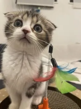 M.K 様のお迎えした子猫