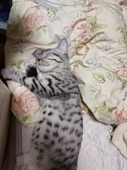K.M 様のお迎えした子猫