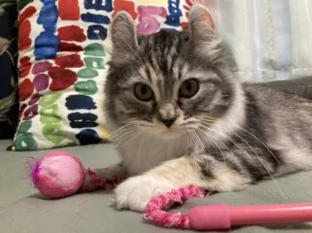 うめ 様のお迎えした子猫