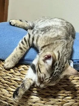 T.H 様のお迎えした子猫