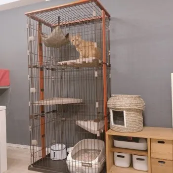 S藤 様のお迎えした子猫