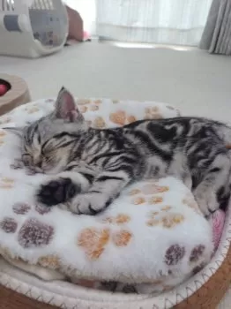 A.T 様のお迎えした子猫