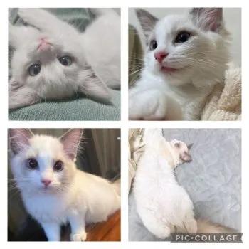 S.M 様のお迎えした子猫