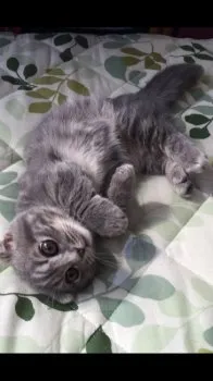 満太郎 様のお迎えした子猫