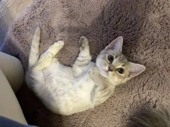 A.O 様のお迎えした子猫