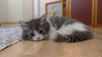 non 様のお迎えした子猫