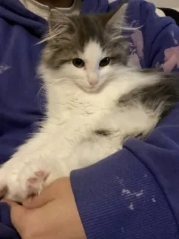 ぱうん 様のお迎えした子猫