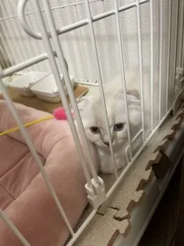 S.Y 様のお迎えした子猫