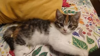 M.T 様のお迎えした子猫