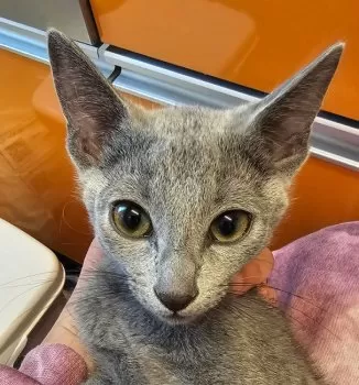 ぐるぐる 様のお迎えした子猫