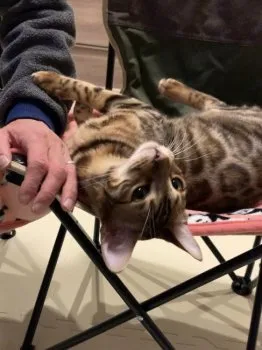 ゴロネコ 様のお迎えした子猫