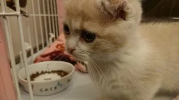 sobusobu 様のお迎えした子猫