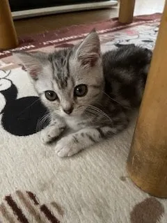MT 様のお迎えした子猫