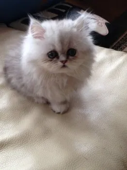 モナ 様のお迎えした子猫