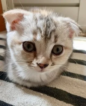 rumi 様のお迎えした子猫
