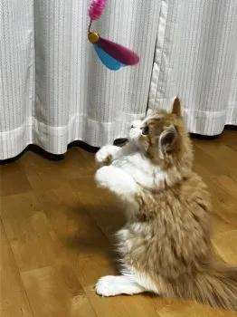 Ｋ.Ｍ 様のお迎えした子猫