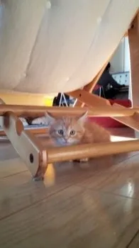 たわら 様のお迎えした子猫