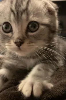 S.M 様のお迎えした子猫