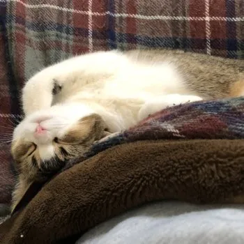 S.Ｉ 様のお迎えした子猫