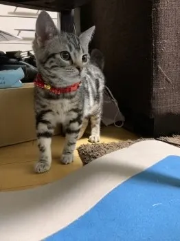 なっちゃん 様のお迎えした子猫