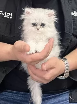 mimosa 様のお迎えした子猫