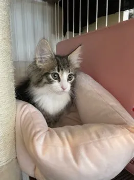Grace 様のお迎えした子猫