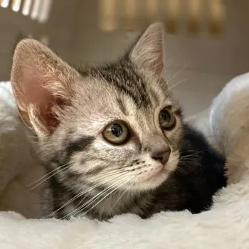 猫の名はけむり 様のお迎えした子猫