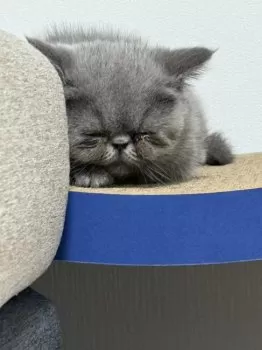 ちりこ 様のお迎えした子猫