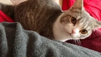 堕天使 様のお迎えした子猫