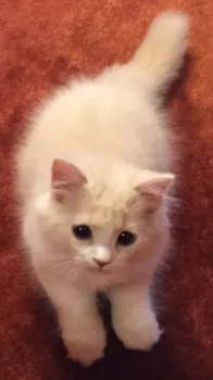 JILL♡ 様のお迎えした子猫