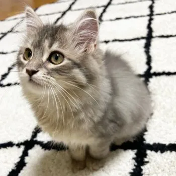 りお 様のお迎えした子猫