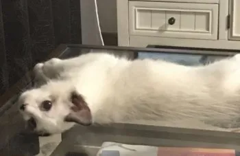 msn 様のお迎えした子猫