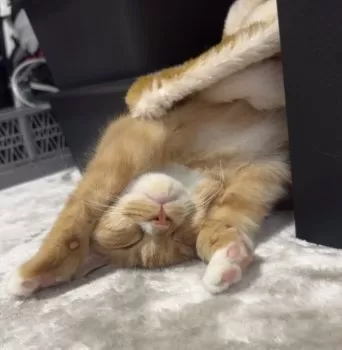 R.N 様のお迎えした子猫