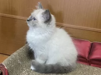 もこあずき 様のお迎えした子猫