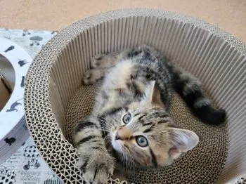 るう 様のお迎えした子猫